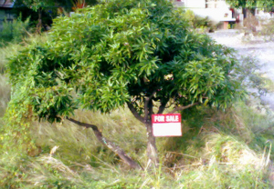 Tree for Sale Tree for Sale
