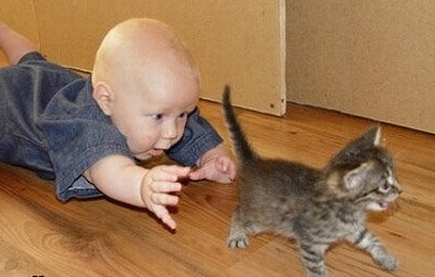 Cute baby and kitten Resource Media