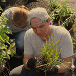 rain-gardens-man-planting