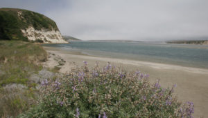point reyes coastline photo
