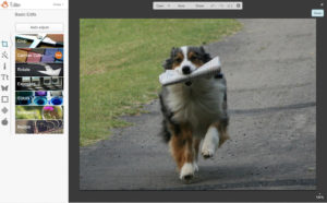 picmonkey tutorial merge image dog