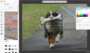 picmonkey tutorial image merge dog3