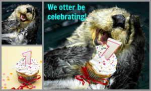 picmonkey tutorial otter be celebrating merge images