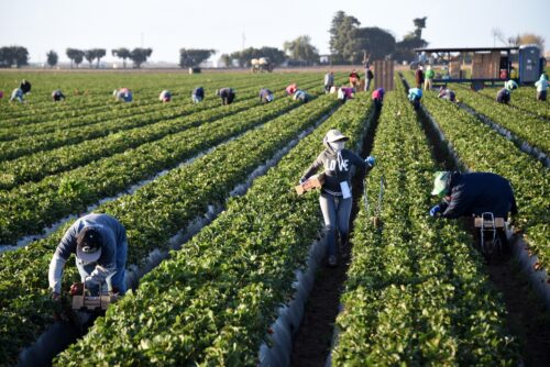 Farmworkers pick strawberries in Oxnard, CA