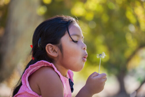 Little girl blows a dandelion seeds outside.