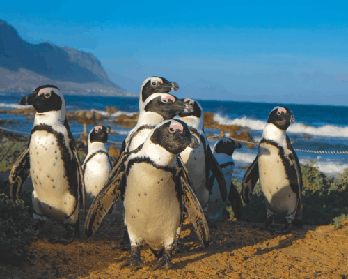 Penguins on a beach walking away from water. Mountains in the background.