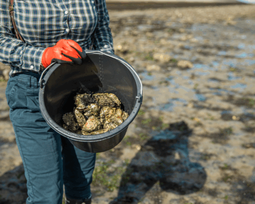 Woman holds bucket of oysters on a beach at ow tide.